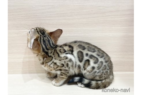 成約済の東京都のベンガル-103938の2枚目